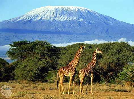 Восхождение на Килиманджаро. Мачаме