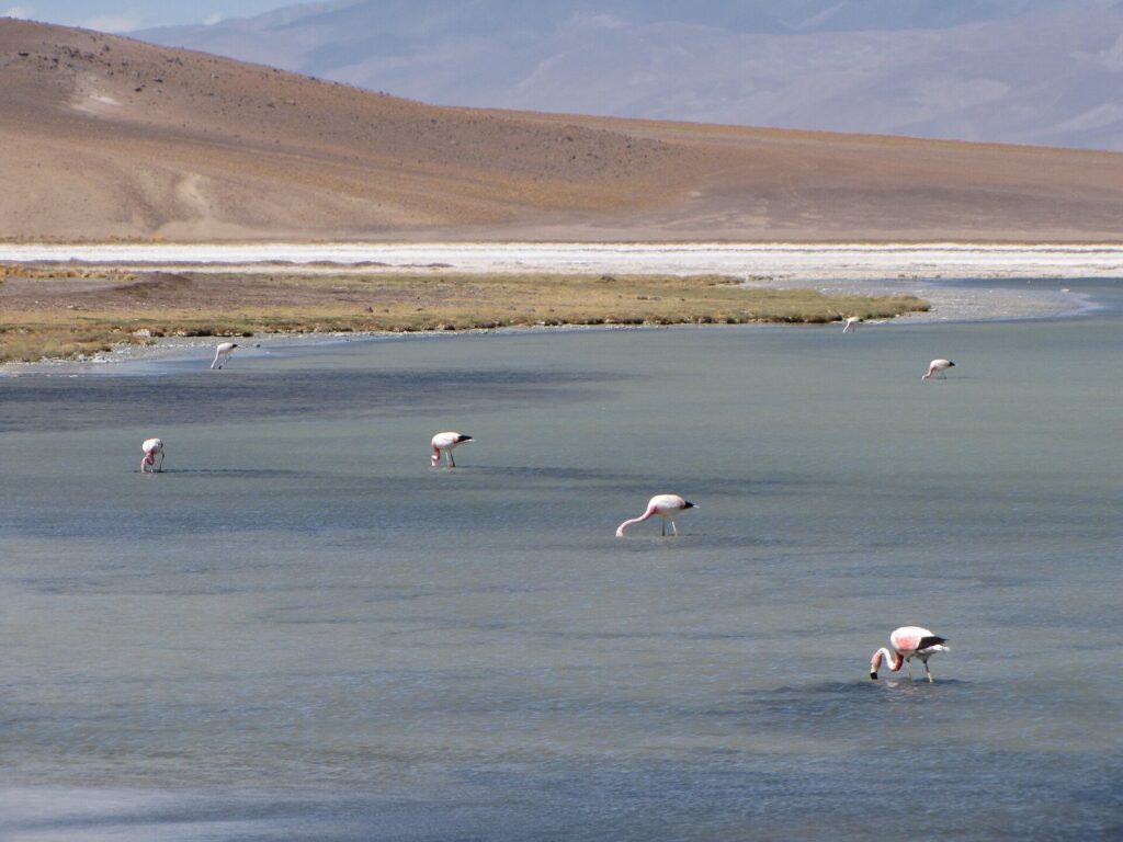 Фламинго на Laguna Santa Rosa в пустыне Атакама